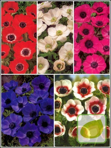 Zestaw Zawilce Pojedyncze