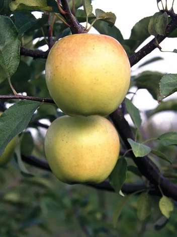 Jabłoń kolumnowa 'Sirius'