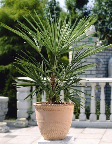 Palma w Doniczce 70 cm wys. - Washingtonia Robusta