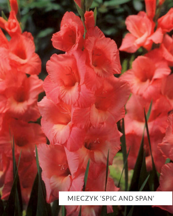 MEGA Zestaw Mieczyki 2