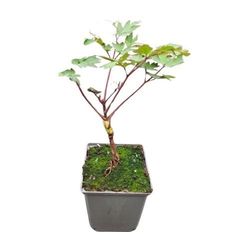 Piwonia Drzewiasta Szczepiona don. 11 ( Paeonia Suffruticosa ) Mix