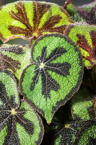 Begonia Masoniana Mountain (Begonia Masoniana Mountain)