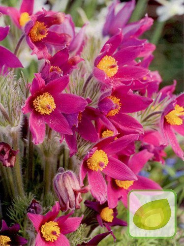 Sasanka (Pulsatilla) Vulgaris Pink