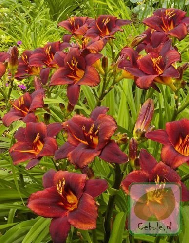 Liliowiec (Hemerocallis) Hot Chocolate