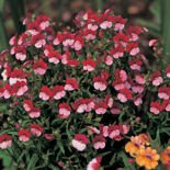 Nasiona Nemezja Dwubarwna Czerwonobiała