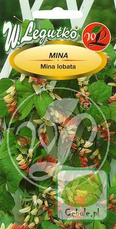 Nasiona Mina - Mina Lobata