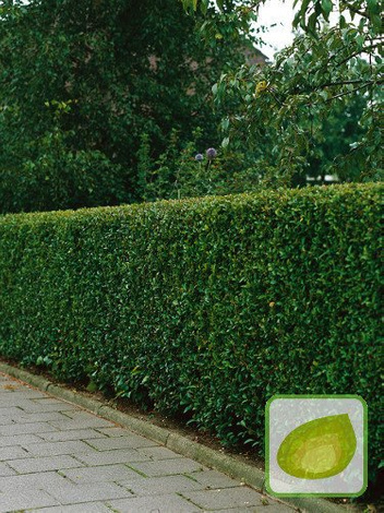 Ligustr jajolistny (Ligustrum) 10 szt. Na 2 m Żywopłotu