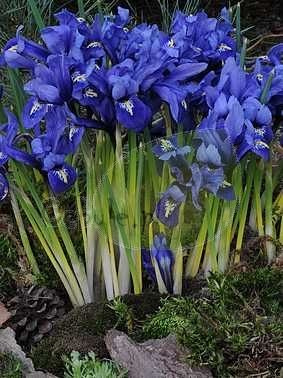 Irys RETICULATA HARMONY 6/7