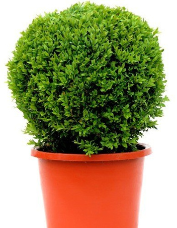 Bukszpan Kulisty Sadzonka 25cm śr. - Wysoka Jakość