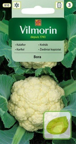 Nasiona Kalafior BORA średnio wczesny