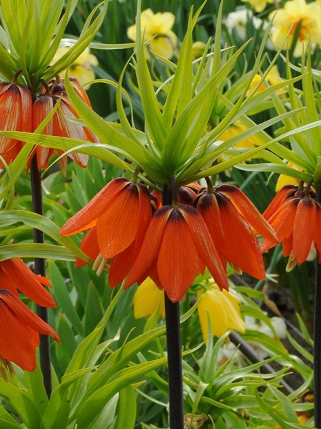 Szachownica (Fritillaria) 'Aurora'  1 szt.