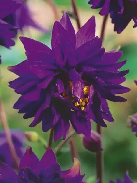 Orlik (Aquilegia) 'Barlow Blue' 1 szt.