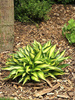 Funkia (Hosta) 'Lakeside Little Tuft'