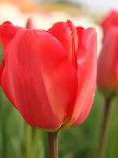 Tulipan (Tulipa) Darwina 'Apeldoorn' 5 szt.