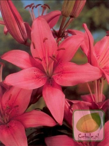 Lilia Montreux 16/18