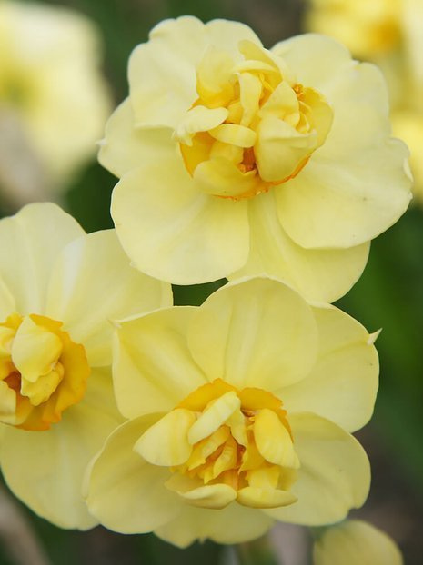 Narcyz Pełny (Narcissus) 'Yellow Cheerfulness' 4 szt.