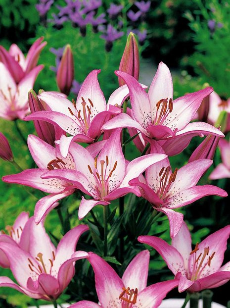 Lilia (Lilium) 'Sorbet'