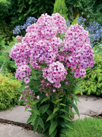 Floks (Phlox paniculata) 'Bright Eyes'