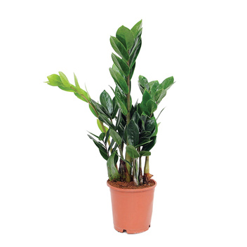 Zamiokulkas zamiolistny (Zamioculcas zamiifolia) doniczka 12 cm