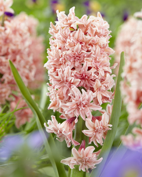 Hiacynt ( Hyacinthus ) 'Masquerade' 2 szt.