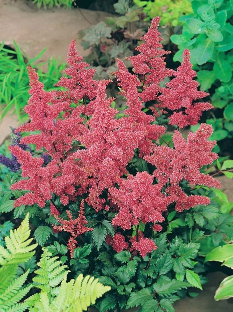 Tawułka (Astilbe japonica) 'Bremen' 1 szt.