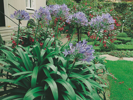 Agapant (Agapanthus) 'Blue' XXL