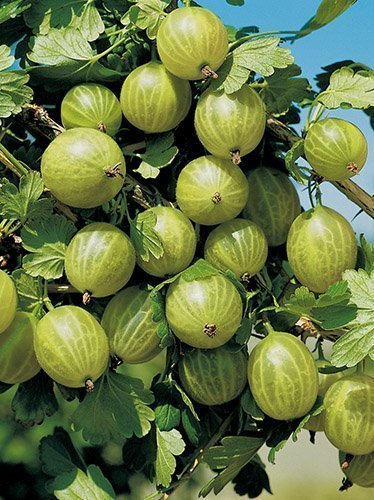 Agrest (Ribes uva-crispa) - Krzew Owocowy