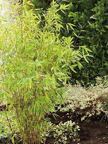 Bambus (Fargesia murielae)