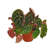Begonia Ferox (Begonia Ferox)