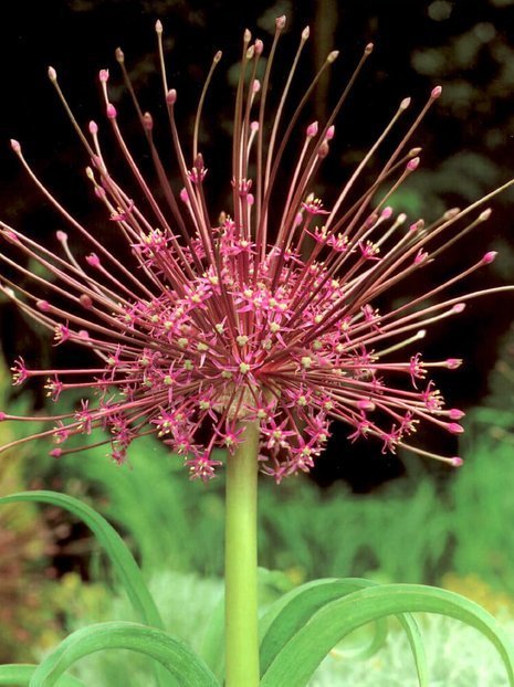 Czosnek (Allium) 'Schubertii'