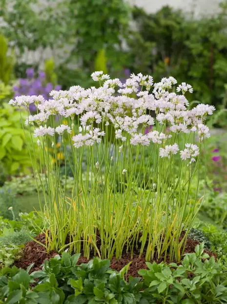 Czosnek ozdobny Allium Roseum