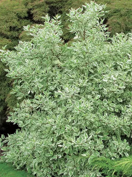 Dereń biały (Cornus alba) 'Sibirica Variegata' 