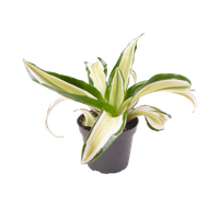 Dracena Dragontree Malaika (Dracaena fragrans 'Malaika')
