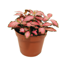 Fitonia Pink Forest Flame (Fittonia Pink Forest Flame) 