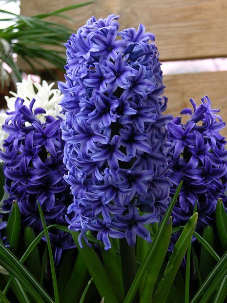 Hiacynt (Hyacinthus) 'Blue Jacket' 5 szt.
