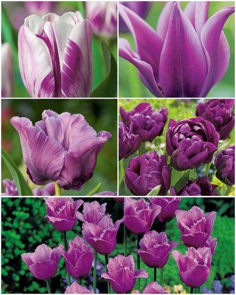 Kolekcja Niezwykłe Tulipany Fioletowe