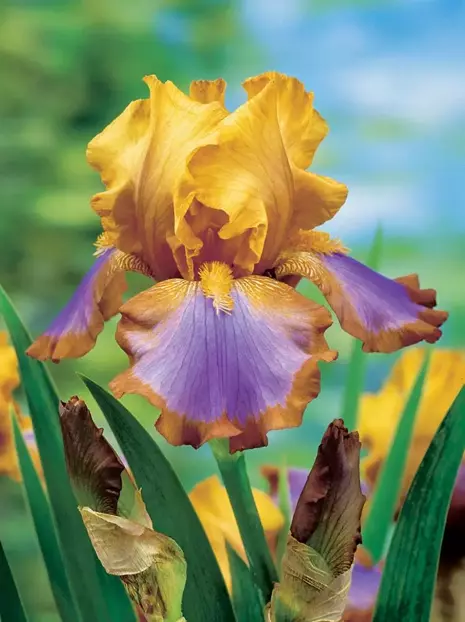 Kosaciec bródkowy (Iris Germanica) Brown Lasso