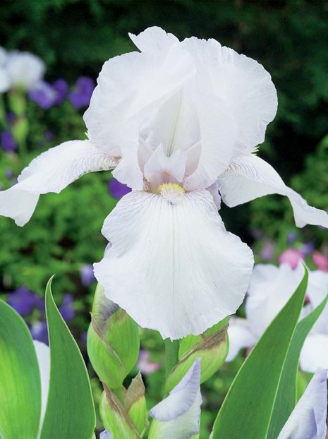 Kosaciec bródkowy (Iris germanica) 'Bianca'
