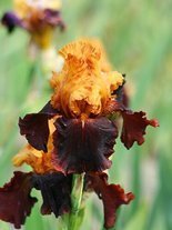 Kosaciec bródkowy (Iris germanica) 'Supreme Sultan'