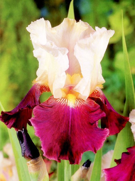 Kosaciec bródkowy (Iris germanica) 'Tiger Butter'