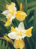 Kosaciec syberyjski (Iris sibirica) 'Moon Silk'