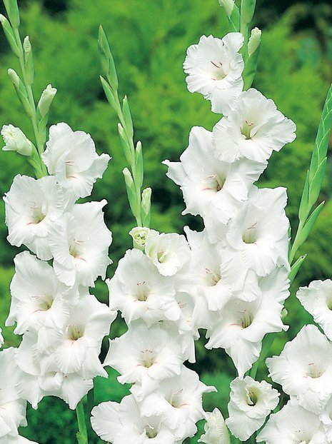 Mieczyk (Gladiolus) 'White Prosperity'