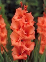 Mieczyk Tani (Gladiolus) 'Peter Pears'