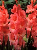 Mieczyk Tani (Gladiolus) 'Spic And Span'