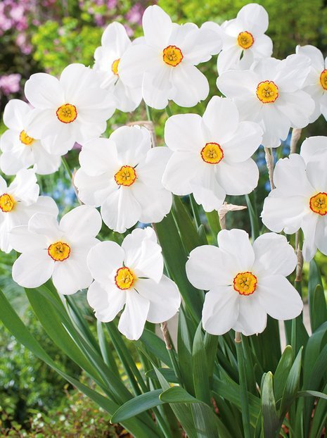 Narcyz Botaniczny (Narcissus) 'Actaea' PACHNĄCY 5 szt.