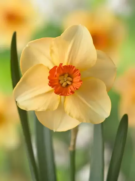 Narcyz Drobnoprzykoronkowy (Narcissus) 'Altruist' 5 szt.