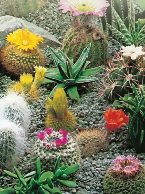 Nasiona Kaktusy mieszanka (Cactus spp.)