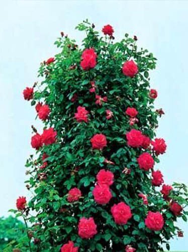 Róża Pnąca (Rosa) 'Musimara'