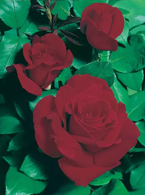 Róża Wielkokwiatowa (Rosa) Bordowa 