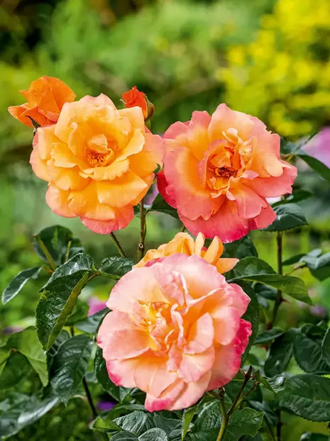 Róża pnąca 'Orange Climbing'